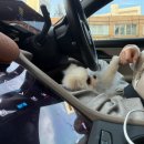 펫프렌즈 | 우리 집 강아지들이 미친 듯이 좋아하는 간식들🐶 펫프렌즈 최애템 모음 [내돈내산후기]