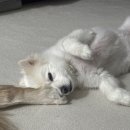 더키움 동물병원 이미지