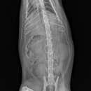 아이조은동물병원 이미지