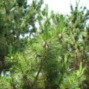 석호공원 이미지