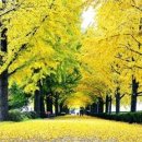 황금빛 물든 아산 곡교천 은행나무길, 11월 가을 정취 ‘물씬’ 이미지