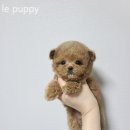 le puppy 이미지
