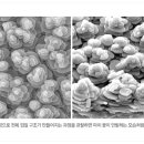 전복의집