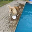 그랑샤리오 이미지