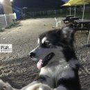 애견호텔 이미지