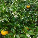 바끄레 민박 이미지