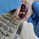 영대연합동물병원 이미지