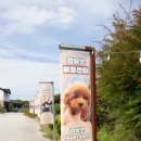 뭉치켄넬 | 유기견보호소 성주강아지보호소 이 작은 생명에게 가족이 되어주세요