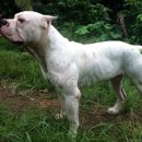 도고(DOGO) 이미지