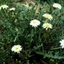 민들레홀씨 이미지