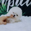 예쁜강아지 이미지