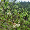 블루베리 꽃(2024. 4. 21) 이미지