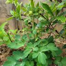 뉴천리향 이미지