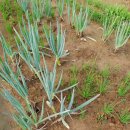 백헌농장 이미지