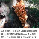 [일반] 쉐딩증상의 정체 - &#34;곰팡이&#34; (균사네트워크, 마이코톡신) 이미지