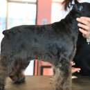 미라클 독 이미지