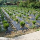 소나무농장 이미지