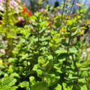 상춘농장 이미지