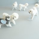 옐레드 애견유치원 애견호텔 하남미사점 이미지