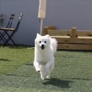 플레이독(애견유치원&호텔) 이미지