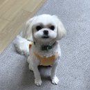 멍앤멍 애견미용실 | [서산 성연]애견미용 멍앤멍 후기