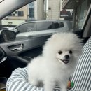 온달 그루밍 이미지