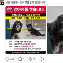 복슬 강아지 이미지