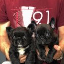 J&L 희귀모색 프렌치불독 이미지