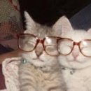 자유안경 이미지