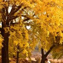 하나3농 | 은행나무길 명소를 가다 - 가을 황금빛 터널의 유혹