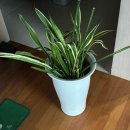 플라워천국 | 동탄근교 식물 쇼핑 천국 🌿 에르베플라워 아울렛 다녀온 후기 (대형 화분, 인테리어 식물 추천!)