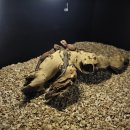 파충류샵 렙타일스테이션 이미지