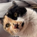 비중리 석조광배 | 2025 1~7월