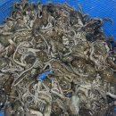 [판매완료] 가격 하락!!이번주 마지막!! 신안 생새우(동백하)/파 먹갈치/활 주꾸미/특大우럭/반건조 생선/곱창김 이미지