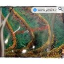 노원-현장-1604 | 한국미술진흥원(카파), 그림사기(라벨그림)...마플샵(궂즈=아트상품)