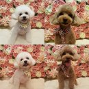 벨라 펫 살롱 이미지