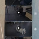 (주)아리스 | 부평 중대형견 애견유치원 아리스독에서 교육받으며 친구만들기!!(2주차 후기)