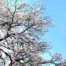 사탕시루