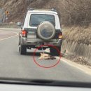 마사랑동물병원