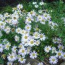 쑥부쟁이 이미지