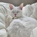 하이냥이 이미지