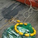 칼치랑고등어랑 이미지