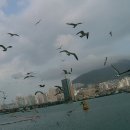 부산갈매기 이미지