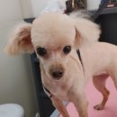 샤니미용실 이미지