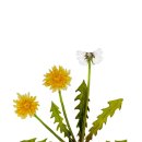 풀그리다 이미지