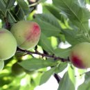 큰빛농장 이미지