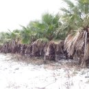 신평농장 이미지