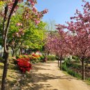 지에스25 대구월곡공원점 | 대구겹벚꽃 명소 달서구 월곡역사공원 실시간 개화 상황