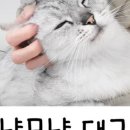 고양이무마취미용 무냥무냥 대구점 이미지