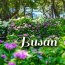 동백공원 대체 | 부산 해운대 수국 꽃구경 송림공원 산책로 개화상황 주차장